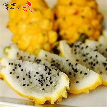 豪志园林 果树苗 火龙果树盆栽地栽 火龙果苗 南