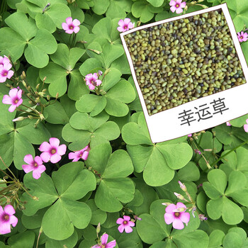 含盆种植套装 幸运草【图片 价格 品牌 报价】-京东