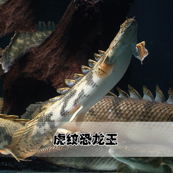 鱼活体 观赏鱼活体 大花恐龙王虎纹恐龙 斑节恐 混养鱼古代鱼大型热带