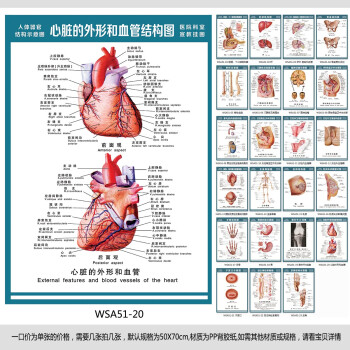 《医院科室挂图 人体解剖图 心脏外形和血管结
