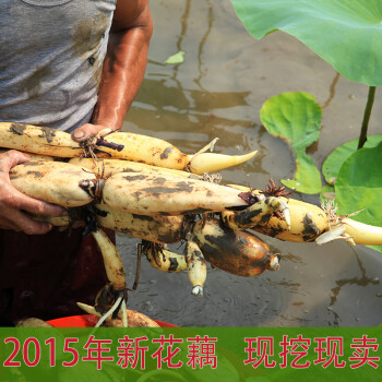 洪湖新鲜莲藕 生态莲藕 湖北洪湖新花藕 嫩藕现