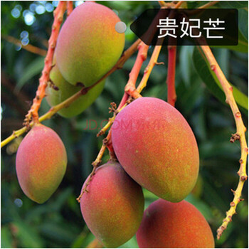 唯友 四季芒果树苗嫁接红象牙金煌芒果苗盆栽