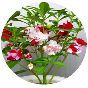 泰西丝 七彩凤仙花盆栽花草指甲花室内阳台四季植物花