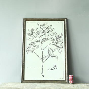 售完无补 NOMO art deco美式素描画客厅玄关装饰画挂画 花鸟风景 达尔文笔记 A款