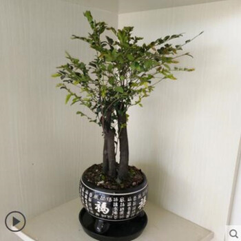 笑雅 盆景树桩苗 黑骨檀树苗 室内阳台盆栽花卉 带盆带土发 中号紫檀4
