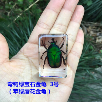 精品3号甲虫真实昆虫树脂标本琥珀蝗虫独角仙螃蟹叶甲金龟子 skids