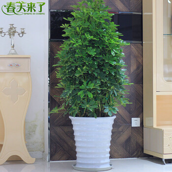办公室客厅摆放大型绿植盆栽花卉发财树平安树