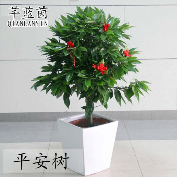 客厅平安树幸福树 树平安 吸甲醛防雾霾 盆栽盆景 室内盆栽植物 1米