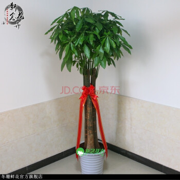 大型发财树绿植物 菏泽滨州 章丘胶南胶州开业