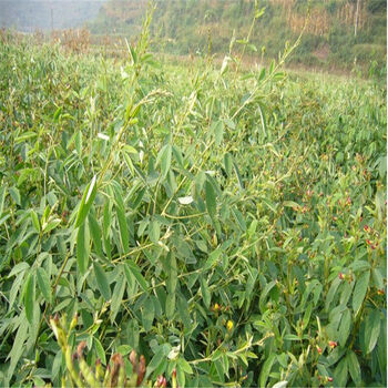 木豆种子 灌木植物种子林木种子 盆栽庭院种植