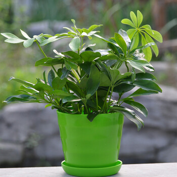 静菡绿植鸭掌木常绿盆栽花卉大型花卉绿植七叶莲/鹅掌图片