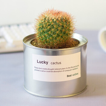 LUCKY韩国金属罐工业风多肉植物老桩 仙人掌
