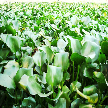 兰竹轩 水芙蓉苗 鱼缸大叶浮萍水芙蓉 10棵