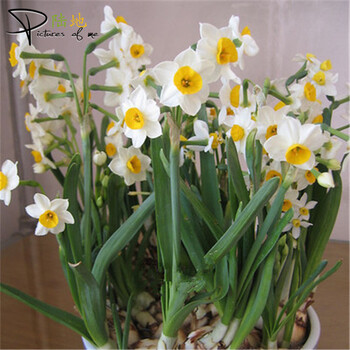 水仙花种球水培套装 香水百合种球土培套装 碗