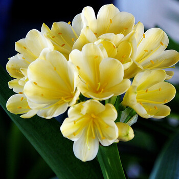 浩胜君子兰盆栽水培花卉盆景绿色植物办公室绿