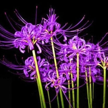 芈丽 盆栽花卉 彼岸花 种球 红花石蒜花-曼珠沙华 曼陀罗 紫罗兰 单个