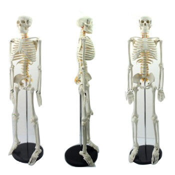 颐诺 医用85CM人体全身骨骼模型脊柱人体骨架