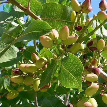 南方北方果树苗包成活 开心果 开心果树苗品种 长果阿月 8年苗 结果
