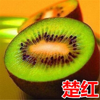 猕猴桃果树苗盆栽地栽猕猴桃树苗黄心 红心猕