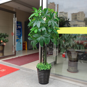 6米辫子发财树不带盆送草_现价-1元