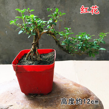 六月雪盆景精品老庄盆栽 室内摆设创意新品提根六月雪