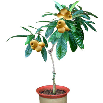 适合阳台果树 果树苗 盆栽地栽 庭院果树 枇杷苗