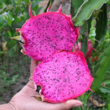 欣邦 越南红心火龙果苗 南北方种植火龙果树苗