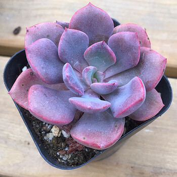 多肉植物盆栽 绿植肉肉盆景 韩国进口多肉 室内