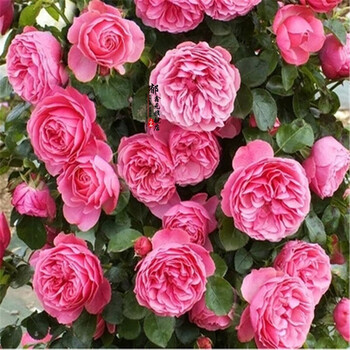 欧洲月季花苗 带花苞发货 藤本月季玫瑰花 进口欧月香水大花月季苗 粉色达芬奇 小苗【图片 价格 品牌 报价】-京东