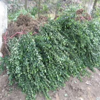 冬青树苗庭院植物珊瑚篱笆绿篱围墙绿化苗木耐寒耐旱四季常青黄杨大叶