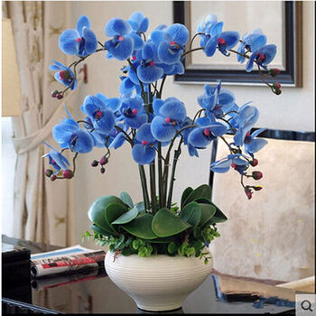 春枝晓 蝴蝶兰花苗 室内盆栽花卉 兰花苗 蓝精灵