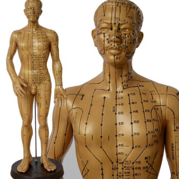 伟叶 铜人人体模型中医经络针灸穴位全身人体
