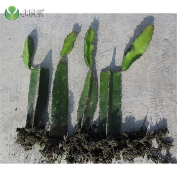 庭院盆栽红心火龙果树苗 南北方种植易活 五年