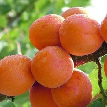 花镶名门 杏树苗 杏苗 杏子树 盆栽 地栽 果树苗