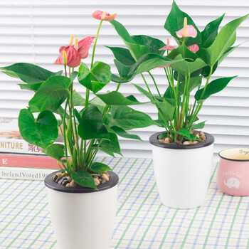 办公室盆栽绿色植物盆景粉掌观花植物绿植 大展宏图红掌 带盆 红掌