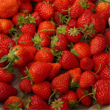 园艺 草莓苗5棵苗【送莲花盆+营养土+生根粉】