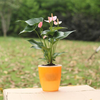 db电竞官网入口挂彩灯备年货 欢欣忭喜迎新春