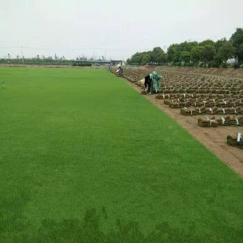 花蜜园艺 供应带泥土真草皮 马尼拉 四季青 果岭草 草坪种 庭院绿化