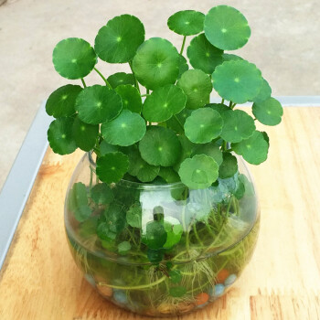 水培铜钱草根 金钱草盆栽绿植花卉草根茎套餐 小圆球 营养液 铜钱草