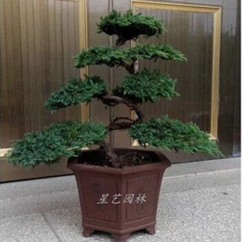 盆栽绿植观赏花卉小叶迎客松盆景苗树桩 8年苗