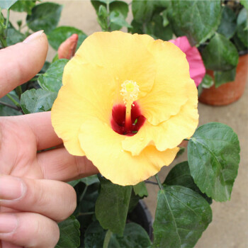 扶桑盆栽 鲜花 朱槿 赤槿 妖精花 重瓣 佛桑 桑槿 吊钟花 火红花 扶桑