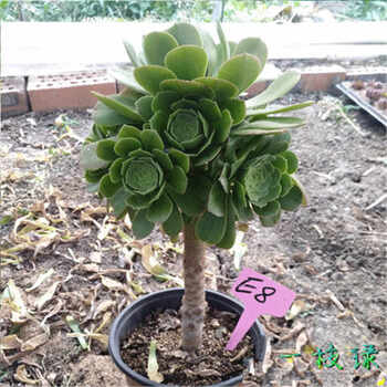 绿羊绒老桩香馥法师玫瑰老桩实拍欧版紫羊绒多肉植物