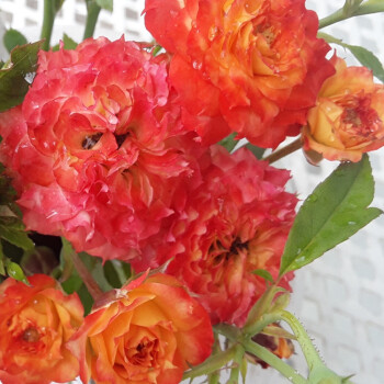 顺景月季花苗 日月 切花 浪漫玫瑰面纱 抹茶香月季 多头,多季节重复