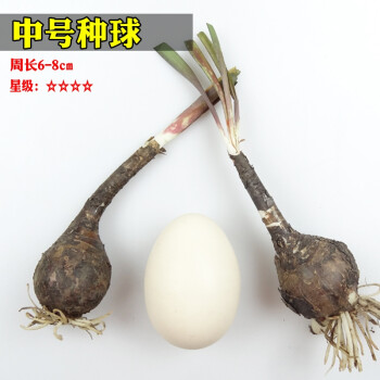 风雨兰韭兰葱兰种球根云南野生水仙花石蒜花苗盆栽花卉种子四季 粉红
