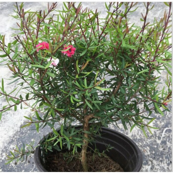 flowers三色松红梅盆栽澳洲梅 实景拍摄满树花苞 花开