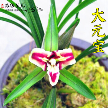 颢天 兰花苗春兰大元宝传统品种春兰奇花种植熟草花卉盆栽绿植正品 大