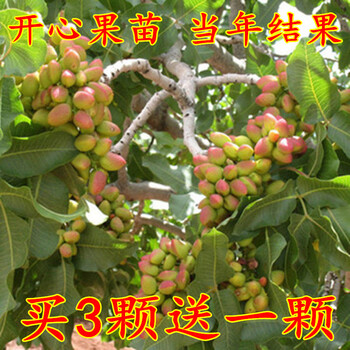 开心果树苗盆栽地栽水果坚果正宗开心果果绿仁果树苗南北方种植 10年