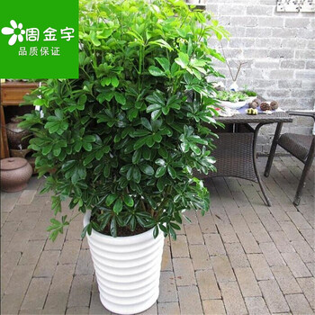 鸭掌木七叶莲绿植小盆栽水培花卉植物办公室内盆景 不图片