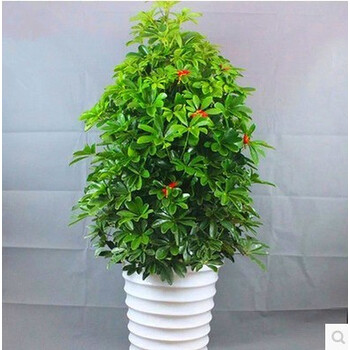 常绿盆栽花卉植物 鸭脚木 七叶莲 鹅掌柴 观叶绿植 鸭掌木 吸毒王 1.图片