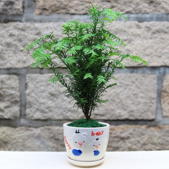 橘生 绿植盆栽盆景花卉室内室外发财树绿植物红豆杉树苗 豆杉盆栽